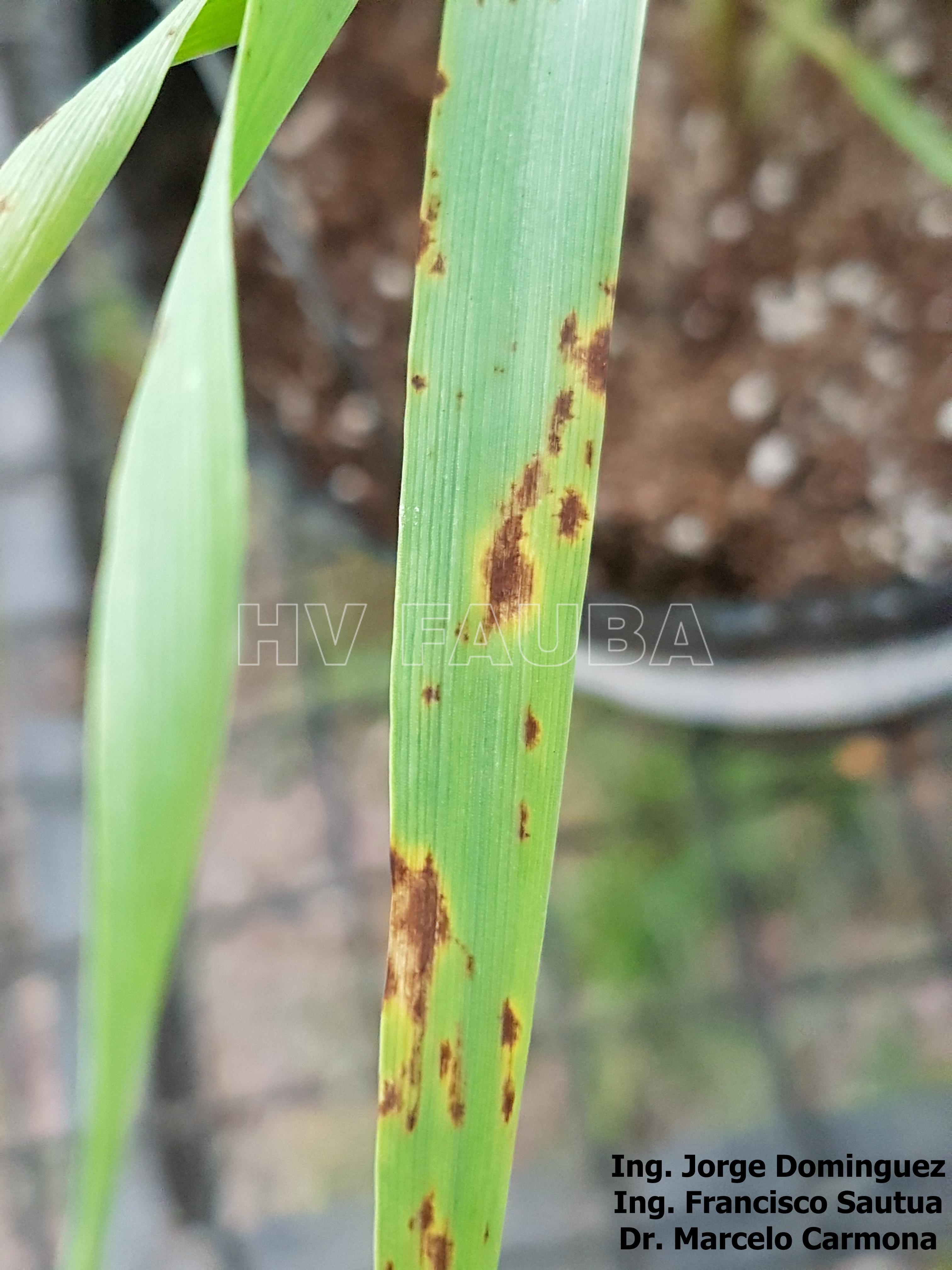 Helminthosporium sativum sintomas, Francia bulldog férgek Féregkezelő termékek