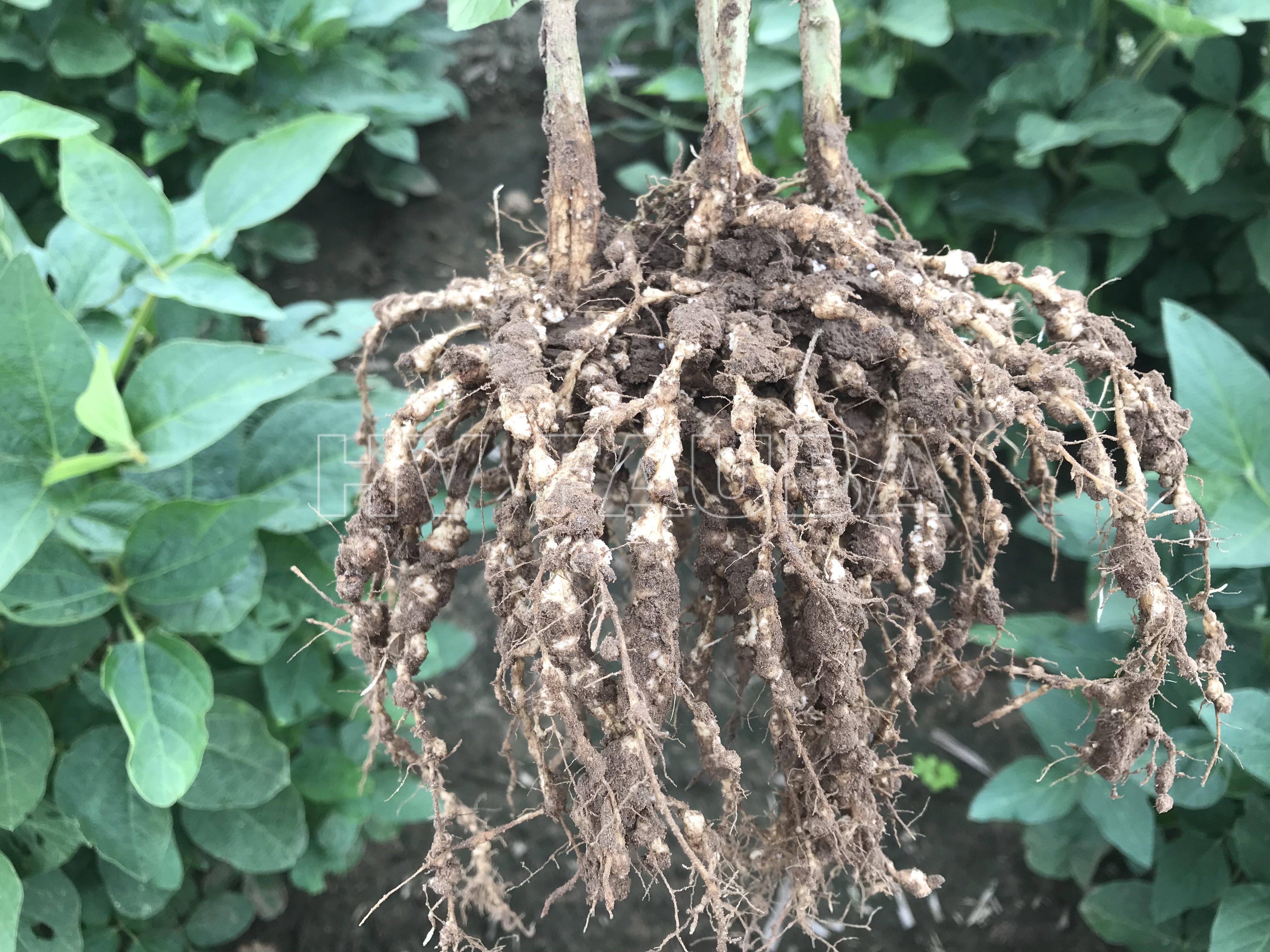 Agallas en las raíces de la soja causadas por la infección del “nematodo del nudo de la raíz” o “nematodo de la agalla” (root-knot nematode). Autor: T. Faske.