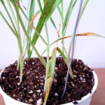 Planta de cebada inoculada con B. sorokiniana