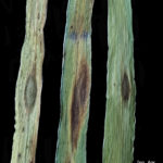 01 D. teres f. maculata, con  lesiones circulares o elípticas marrón
oscuro (tipo en mancha redonda u oval)