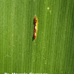 Pustula uredosórica de roya común del maíz (P. sorghi). Autor: Dr. Marcelo Carmona