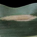 03 Síntomas del Tizón común del maíz, causado por Exserohilum turcicum. Autor: Dirceu Gassen
