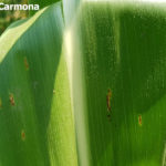 Pustulas uredosórica de roya común del maíz (P. sorghi). Autor: Dr. Marcelo Carmona
