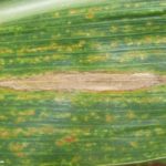 05 Síntomas del Tizón común del maíz, causado por Exserohilum turcicum. Autor: Dirceu Gassen