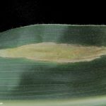 06 Síntomas del Tizón común del maíz, causado por Exserohilum turcicum. Autor: Dirceu Gassen