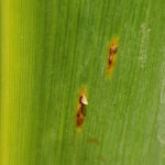 Pústulas uredosóricas de la Roya Común del maíz, causada por Puccinia sorghi. Autor: Dr. Francisco Sautua