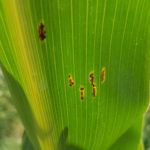 Pústulas uredosóricas de la Roya Común del maíz, causada por Puccinia sorghi. Autor: Dr. Francisco Sautua