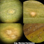 09 Inicio, avance y aspecto final de la mancha ocular (Kabatiella zeae) en maíz. Autor: Ing. Angela Norma Formento.