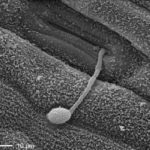 14 Espora (conidio) germinado, donde se observa que el tubo germinativo del cóndilo crece directamente hacia el  poro estomático e infesta la hoja. Autores: Stabentheiner et al., 2009