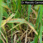 03 Mancha en red causada por Drechslera teres fsp maculata