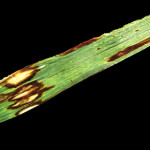 Rhynchosporium secalis (Oudem.) J.J. Davis; Escaldadura de la cebada cervecera