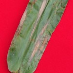 Exserohilum turcicum (Pass.) K.J. Leonard & Suggs; Tizón o Helmintosporiosis