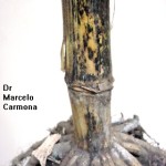 Colletotrichum graminicola (Ces.) G.W. Wilson; Vuelco del Maíz (Podredumbres de raíces y base del tallo)