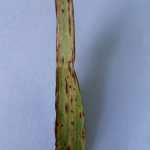 Ramularia collo-cygni B. Sutton & J. M. Waller; Ramulariosis o salpicado necrótico de la Cebada