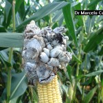 Ustilago maydis (DC.) Corda; Carbón de la espiga del maíz