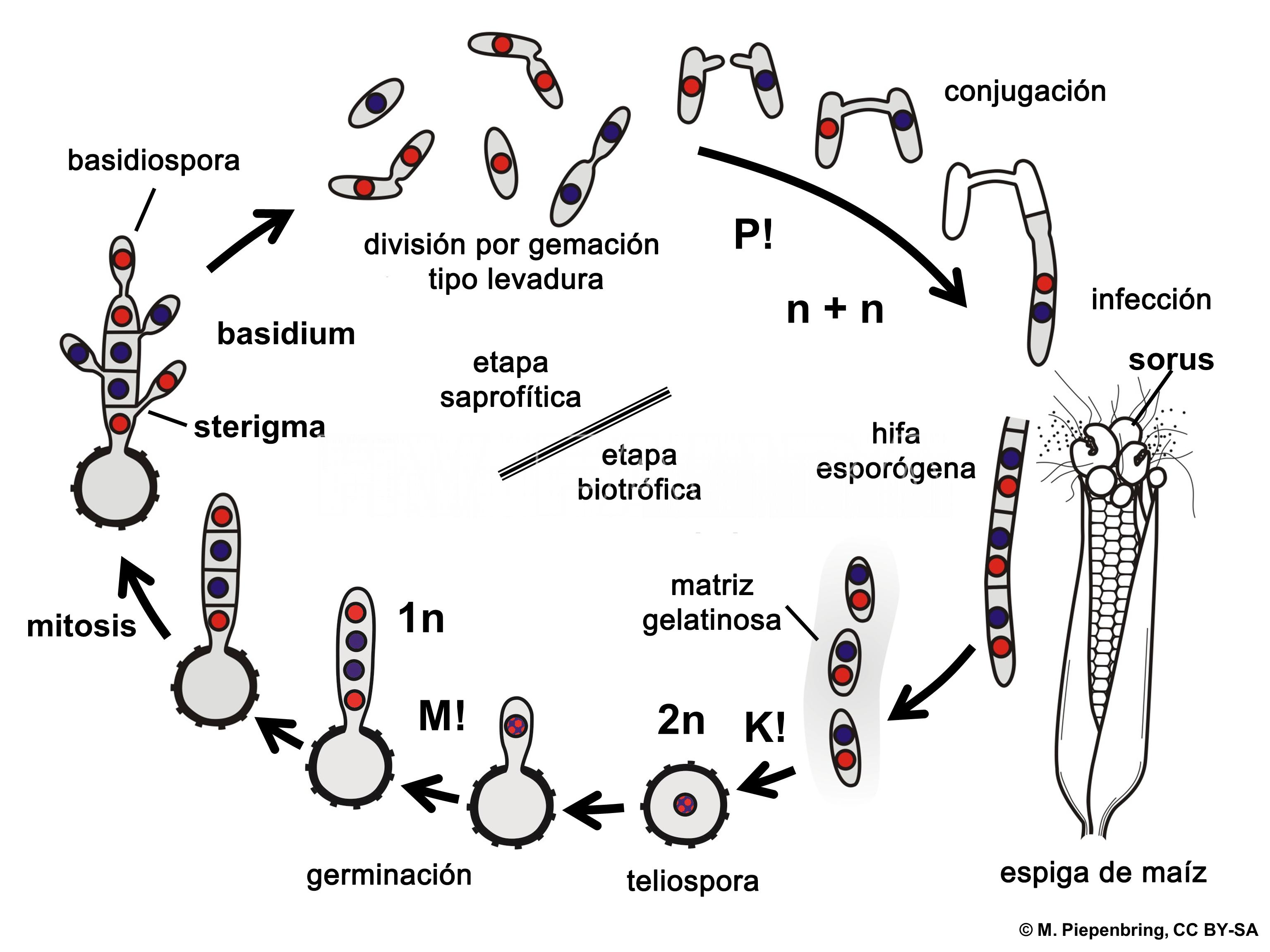 Esquema representando el ciclo de vida de Ustilago maydis, agente causal del carbón del maíz. P! = plasmogamia; K! = kariogamia; M! = meiosis; n+ n = células dicarióticas; 1n = células haploides; 2n = células diploides.