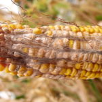 Pudrición de espiga de maíz por Fusarium. Signo: micelio. Autor: Gary-Munkvold. Fuente: www.cropprotectionnetwork.org