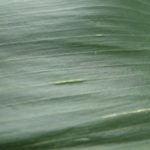 Enaciones del Mal de Rio IV en hojas de maiz. Autor: Ing. Agr. Esp. Diego López UNC