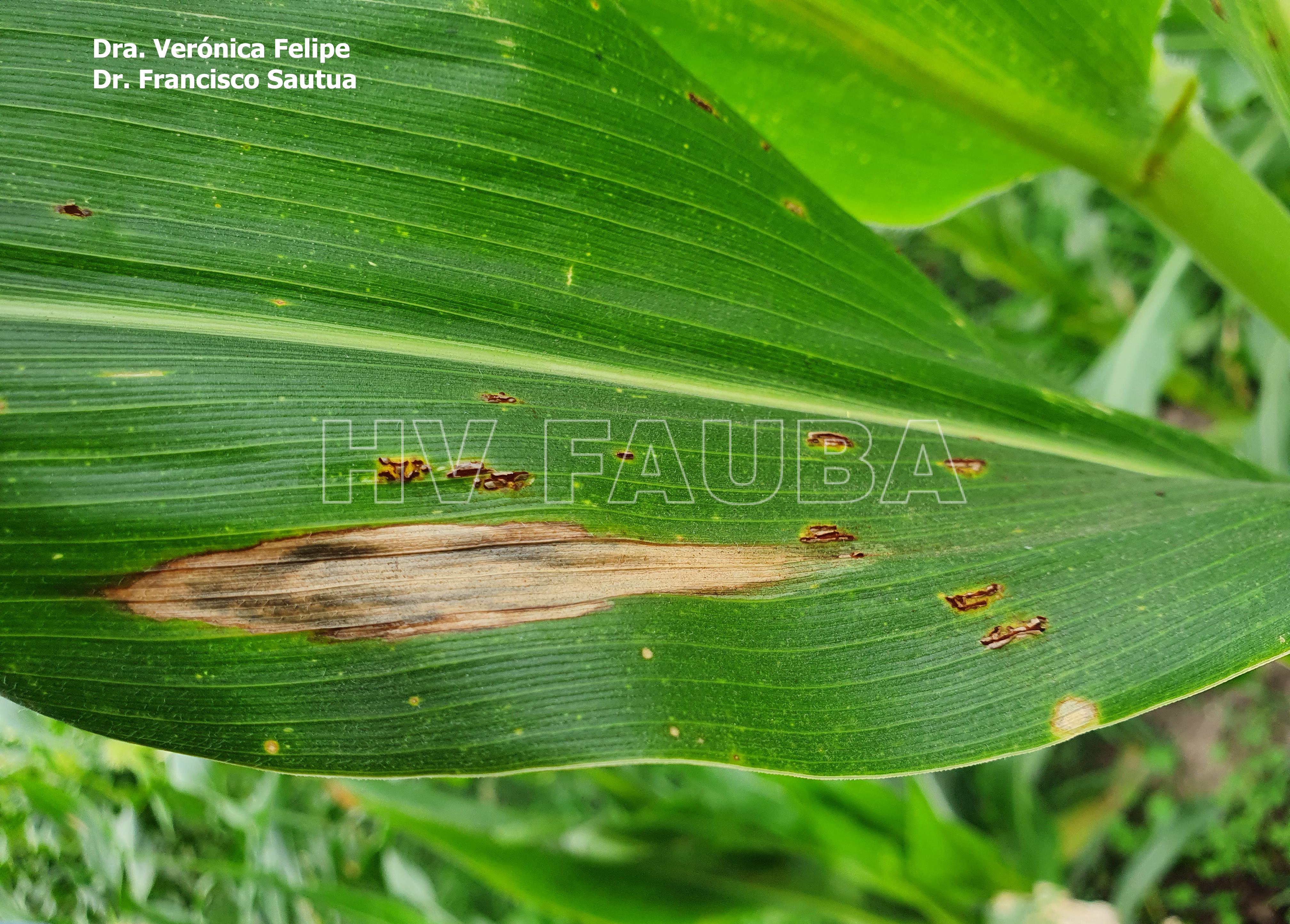 Lesión de tizón común del maíz causado por Exserohilum turcicum, rodeada por pústulas uredosóricas de la roya común del maíz, causada por Puccinia sorghi. Autores: Dra. Verónica Felipe, Dr. Francisco Sautua