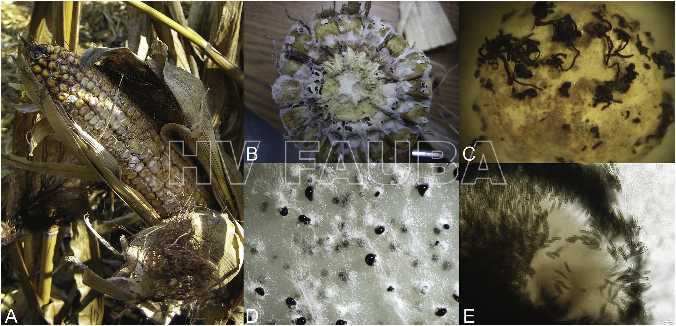Síntomas de pudrición de la mazorca por Diplodia y características morfológicas de S. maydis. (A) espiga infectada con síntomas de momificación causada por S. maydis en un campo de maíz; (B) picnidios de S. maydis en una espiga  infectada; (C) Cirros (cirrhi) conidiales de S. maydis; (D) picnidios de S. maydis  producidos en mnedio de cultivo; y (E) masas de conidios de picnidios triturados de S. maydis. Autor: Zaccaron et al., 2017.