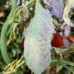 Síntomas típicos de TSWV en hojas de tomate. Obsérvese la coloración violácea. Autor: Ing. Agr. Claudio Baron.