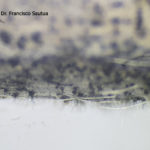 Esporulación (conidios en conidióforos libres) de Cercospora kikuchii en tallos de soja. Autor: Dr. Francisco Sautua