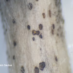 Picnidio de Phomopsis spp. con cirro sobre tallo de soja. Autor: Dr. Francisco Sautua
