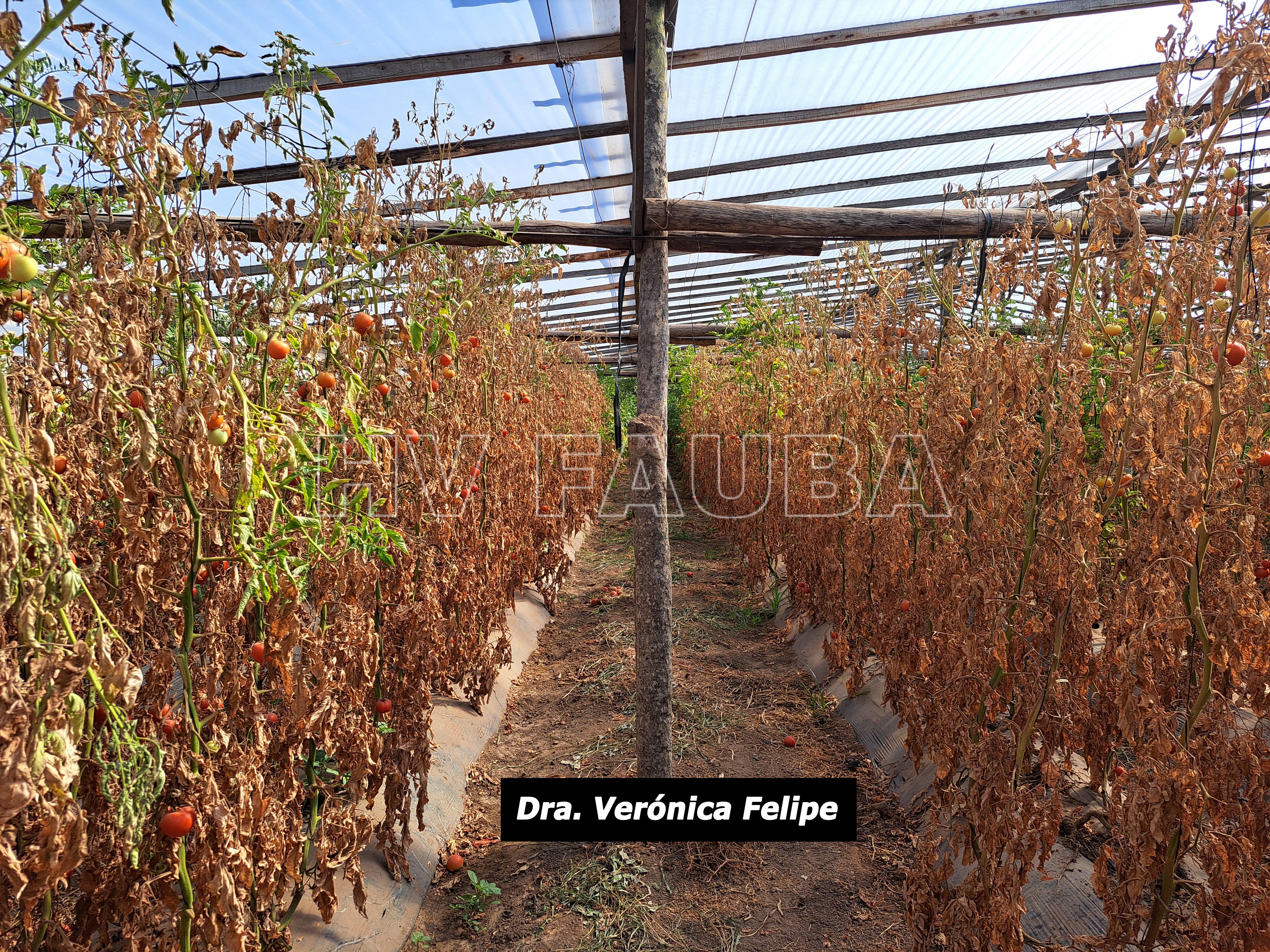 Cultivo de tomate con ataque severo de cancro bacteriano en invernáculo, Villa María, Córdoba. Autora: Dra. Verónica Felipe