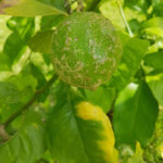 01 Síntomas de sarna causada por Elsinoë spp en limón.