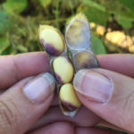 01 Semillas y vainas de soja con síntomas de mancha púrpura, causado por Cercospora kikuchii. Autor: Dra. Mercedes Scandiani