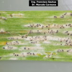 01 Hoja de trigo con Oídio, se observa micelio blanco y cleistotecios negros