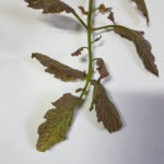 Síntomas típicos de TSWV en hojas de tomate. Obsérvese la coloración violácea. Autor: Ing. Agr. Claudio Baron.