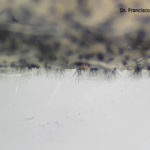 Esporulación (conidios en conidióforos libres) de Cercospora kikuchii en tallos de soja. Autor: Dr. Francisco Sautua