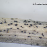 Colletotrichum spp. sobre tallos de soja. Autor: Dr. Francisco Sautua