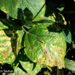 Muerte subita de la soja (Fusarium spp.)