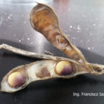 02 Semillas y vainas de soja con síntomas de mancha púrpura, causado por Cercospora kikuchii. Autor: Ing. Francisco Sautua
