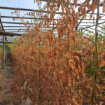 Cultivo de tomate con ataque severo de cancro bacteriano en invernáculo, Villa María, Córdoba. Autor: Dra. Verónica Felipe