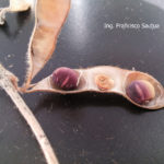 03 Semillas y vainas de soja con síntomas de mancha púrpura, causado por Cercospora kikuchii. Autor: Ing. Francisco Sautua