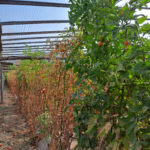 Cultivo de tomate con ataque severo de cancro bacteriano en invernáculo, Villa María, Córdoba. Autor: Dra. Verónica Felipe