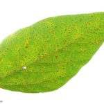 04 Síntomas de la roya de la soja, causados por Phakopsora pachyrhizi en folíolos de soja. Autor: Dirceu Gassen
