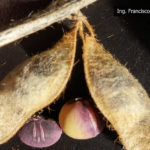 04 Semillas y vainas de soja con síntomas de mancha púrpura, causado por Cercospora kikuchii. Autor: Ing. Francisco Sautua