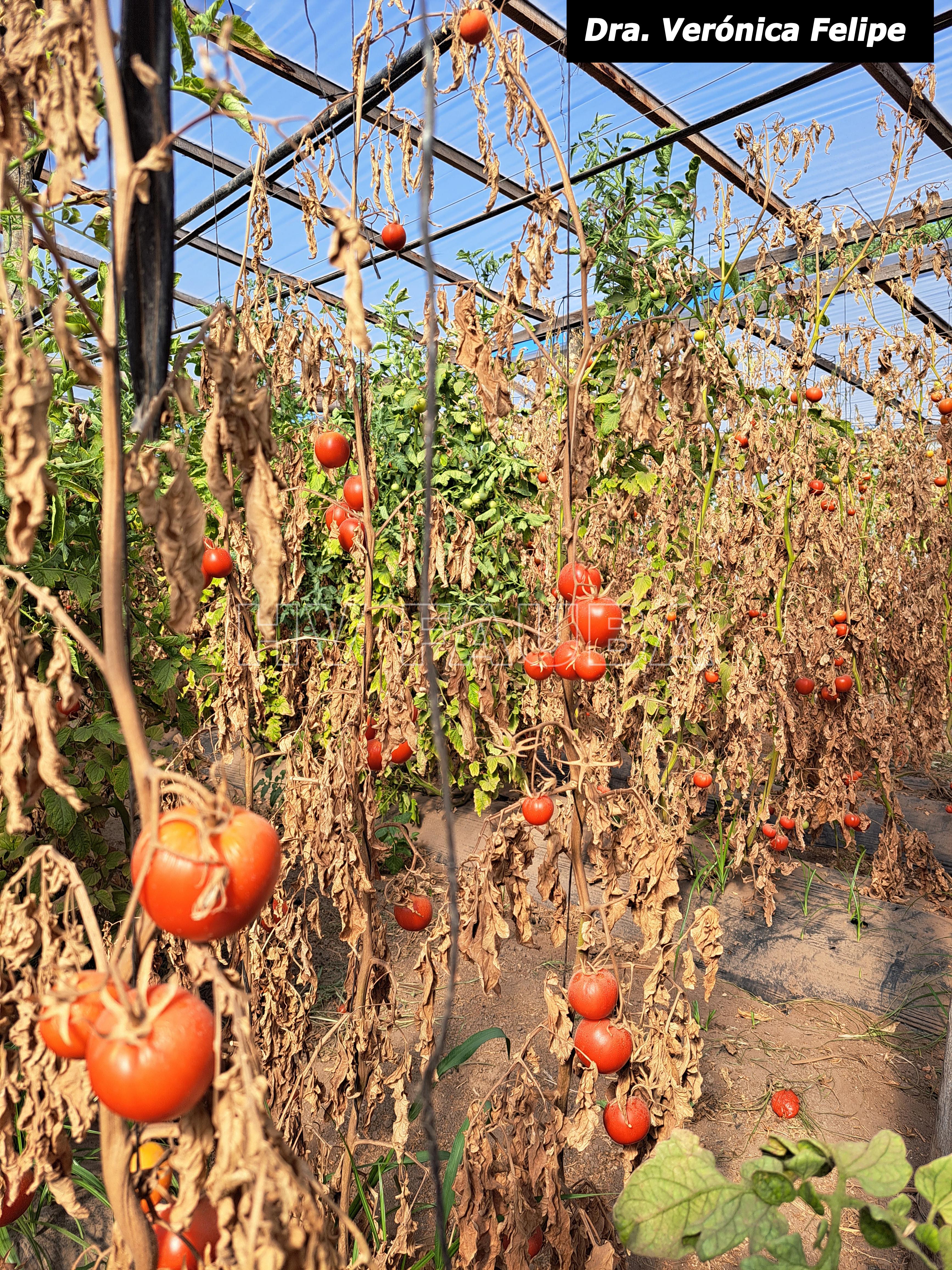 Cultivo de tomate con ataque severo de cancro bacteriano en invernáculo, Villa María, Córdoba. Autora: Dra. Verónica Felipe