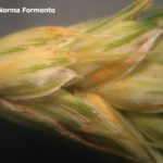 04 Pústulas de Pst en espigas de trigo, variedad DM Fuste. Oro Verde, Paraná, Entre Ríos, 2017. Autor: Ing. Agr. Norma Formento.