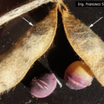 05 Semillas de soja con síntomas de mancha púrpura, causado por Cercospora kikuchii. Las flechas indican las manchas en vainas que corresponden a C. kikuchii. Autor: Ing. Francisco Sautua