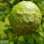 05 Síntomas de sarna causada por Elsinoë spp en limón.