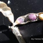 06 Semillas y vainas de soja con síntomas de mancha púrpura, causado por Cercospora kikuchii. Autor: Ing. Francisco Sautua