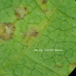 06 Mildeu de la soja (Peronospora manshurica)