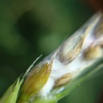 Fusarium graminearum Schwabe [teleomorfo Gibberella zeae (Schwein.: Fr.) Petch], Fusariosis, espiga blanca o golpe blanco