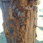 07 Síntomas de pudrición de madera causados por una carie sobre Melia azedarach, Pozo del Molle, Córdoba. Autor: Daiana Demarchi