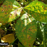 07 Síntomas foliares de la Mancha Marrón de la soja, causada por Septoria glycines. Autor: Ing. Francisco Sautua.